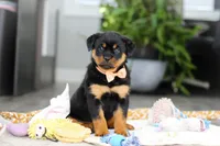 Queen, a female Rottweiler for sale in Dundee, OH – Photo 3 of 10