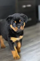 Queen, a female Rottweiler for sale in Dundee, OH – Photo 7 of 10