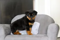 Queen, a female Rottweiler for sale in Dundee, OH – Photo 9 of 10