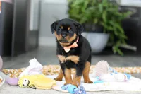 Queen, a female Rottweiler for sale in Dundee, OH – Photo 5 of 10