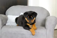 Queen, a female Rottweiler for sale in Dundee, OH – Photo 4 of 10