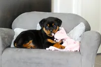 Queen, a female Rottweiler for sale in Dundee, OH – Photo 2 of 10