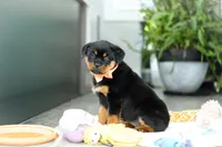 Queen, a female Rottweiler for sale in Dundee, OH – Photo 6 of 10