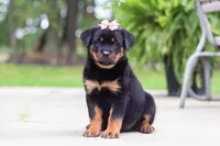 Daisy, a female Rottweiler for sale in Dundee, OH – 3 of 9