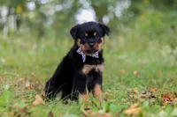 Kobe, a male Rottweiler for sale in Dundee, OH – 2 of 8