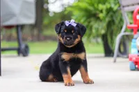 Willow, a female Rottweiler for sale in Dundee, OH – 2 of 6