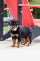 Honey, a female Rottweiler for sale in Dundee, OH – 2 of 8
