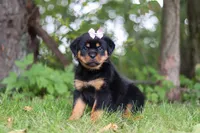 Honey, a female Rottweiler for sale in Dundee, OH – 6 of 8