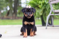 Daisy, a female Rottweiler for sale in Dundee, OH – 2 of 9