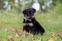 Kobe, a male Rottweiler for sale in Dundee, OH – 7 of 8