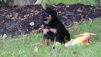 Sadie, a female Rottweiler for sale in Dundee, OH – 8 of 8