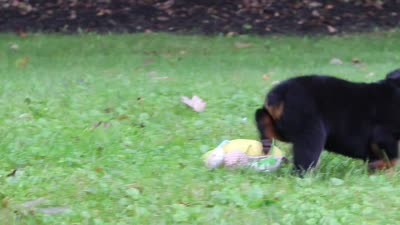 Daisy, a female Rottweiler for sale in Dundee, OH – 9 of 9