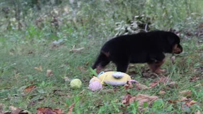 Kobe, a male Rottweiler for sale in Dundee, OH – 8 of 8