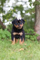 Honey, a female Rottweiler for sale in Dundee, OH – 3 of 8