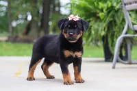 Daisy, a female Rottweiler for sale in Dundee, OH – 8 of 9