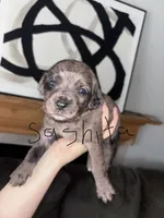 Sashita, a female Cane Corso and Goldendoodle for sale in Kankakee, IL – 1 of 3