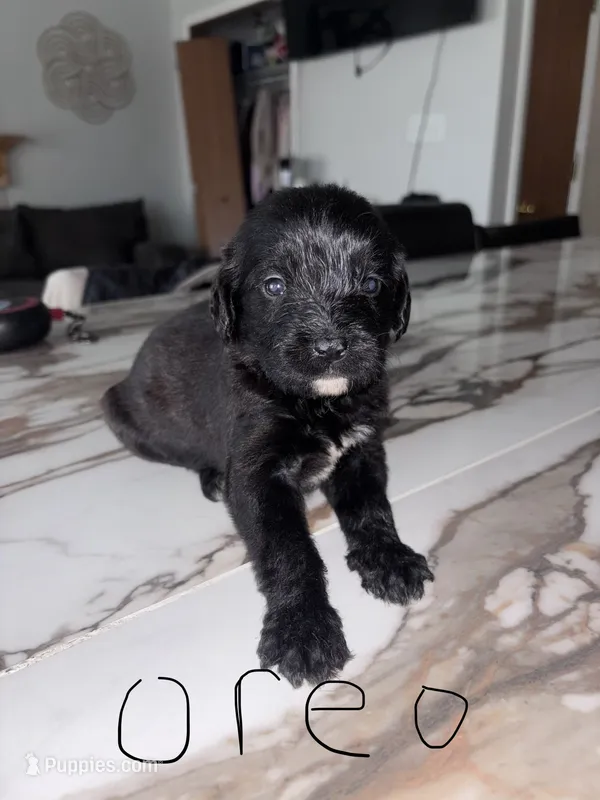 Oreo – Cane Corso, Goldendoodle puppy for sale in Kankakee, IL