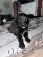 Oreo, a female Cane Corso and Goldendoodle for sale in Kankakee, IL – 1 of 3
