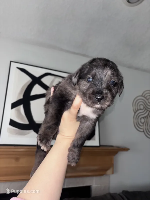 Thanos  – Cane Corso, Goldendoodle puppy for sale in Kankakee, IL
