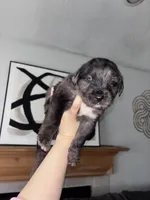 Thanos , a female Cane Corso and Goldendoodle for sale in Kankakee, IL – 1 of 3
