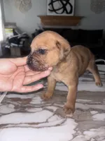 Choco, a male Cane Corso and Goldendoodle for sale in Kankakee, IL – 1 of 3