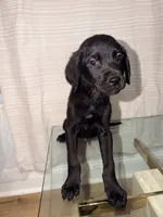 Panther, a female Cane Corso and Goldendoodle for sale in Kankakee, IL – 1 of 3