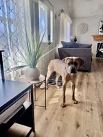Rocky, a male Cane Corso and Goldendoodle for sale in Kankakee, IL – 2 of 3