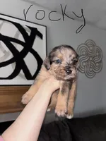 Rocky, a male Cane Corso and Goldendoodle for sale in Kankakee, IL – 1 of 3
