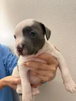 Bunny, a female American Pit Bull Terrier for sale in Perris, CA – Photo 5 of 5