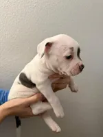 Bunny, a female American Pit Bull Terrier for sale in Perris, CA – Photo 3 of 5