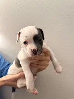 Bunny, a female American Pit Bull Terrier for sale in Perris, CA – Photo 4 of 5