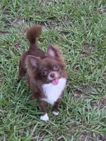 Stitch, a male Chihuahua for sale in Beverly Hills, FL – 6 of 6