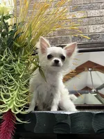 Casper, a male Chihuahua for sale in Beverly Hills, FL – 4 of 5
