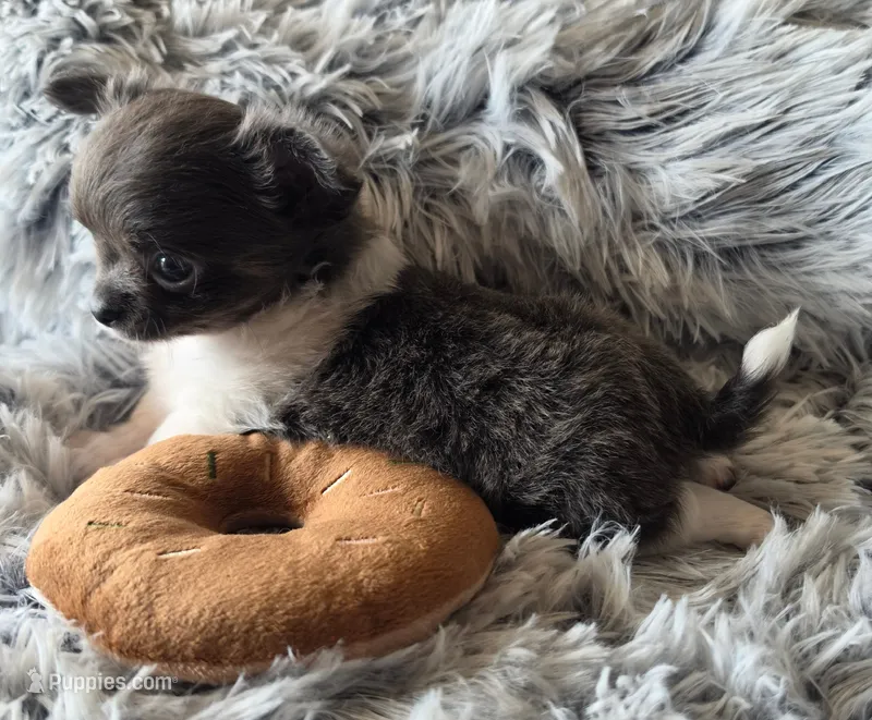 Junior – Chihuahua puppy for sale in Beverly Hills, FL