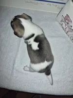 Bay, a male Chihuahua for sale in Beverly Hills, FL – 3 of 7