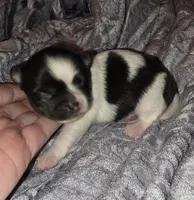 Stitch, a male Chihuahua for sale in Beverly Hills, FL – 2 of 5