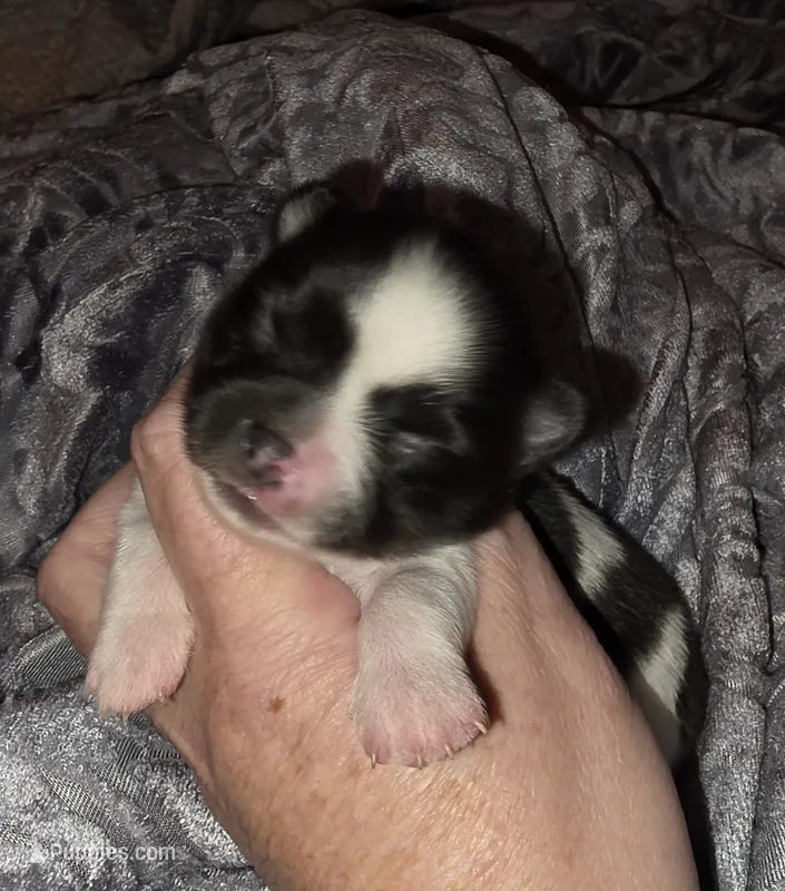 Stitch – Chihuahua puppy for sale in Beverly Hills, FL