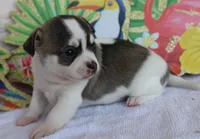 Bay, a male Chihuahua for sale in Beverly Hills, FL – 2 of 7