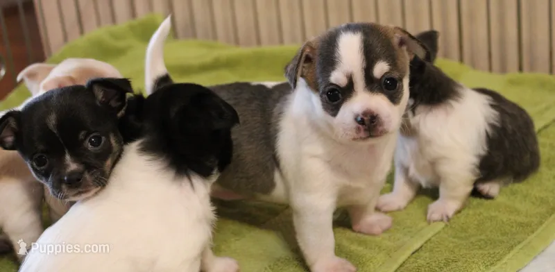 Bay – Chihuahua puppy for sale in Beverly Hills, FL