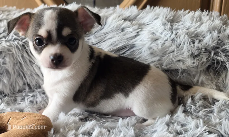 hippo – Chihuahua puppy for sale in Beverly Hills, FL