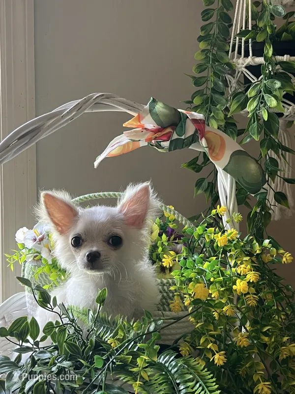 Casper – Chihuahua puppy for sale in Beverly Hills, FL