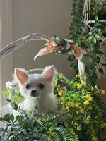 Casper, a male Chihuahua for sale in Beverly Hills, FL – 1 of 5