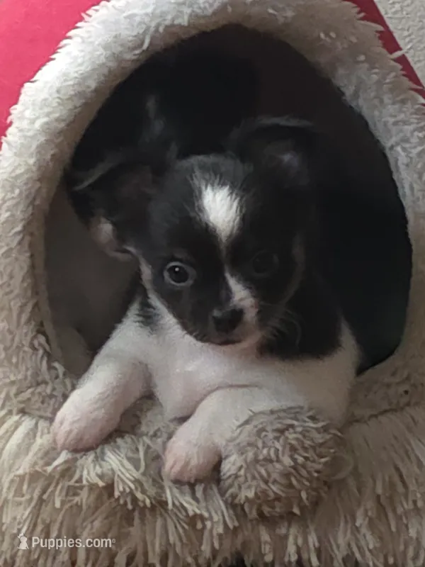 Stitch – Chihuahua puppy for sale in Beverly Hills, FL