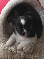 Stitch, a male Chihuahua for sale in Beverly Hills, FL – 1 of 6