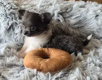 Junior, a male Chihuahua for sale in Beverly Hills, FL – 2 of 5