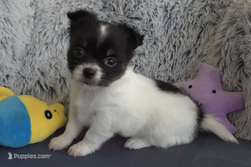 Lilo – Chihuahua puppy for sale in Beverly Hills, FL