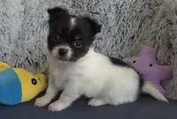 Lilo, a female Chihuahua for sale in Beverly Hills, FL – 1 of 5