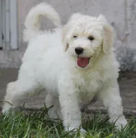 Casper, a male Aussiedoodle for sale in Beverly Hills, FL – 1 of 1
