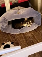 Gucci, a male Chihuahua for sale in Beverly Hills, FL – 2 of 2