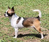 Bay, a male Chihuahua for sale in Beverly Hills, FL – 6 of 7